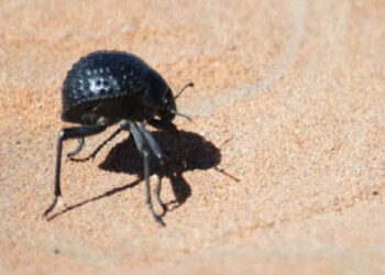 سوسک و هفت‌سین عید