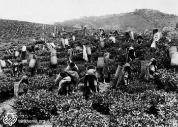 تاریخ چای در ایران