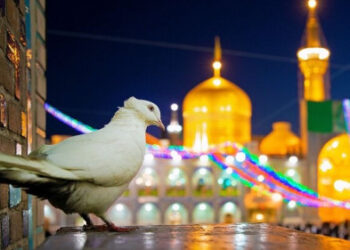 هدیه امام رضا (ع)